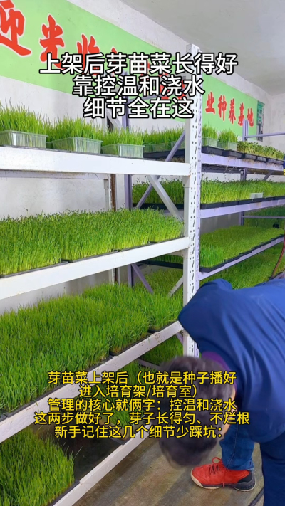 前阵子给学员线上指导，有个大姐发来照片：芽苗菜茎秆细得像线，还烂了一半。一问才知道，她上架后光想着多浇水长得快，正午大太阳下还往芽盘上泼冷水，不烂根才怪。

其实芽苗菜上架后，控温和浇水这俩细节，比啥