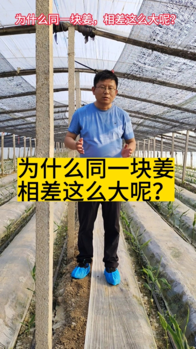 同一块姜，为什么差这么大呢？ 