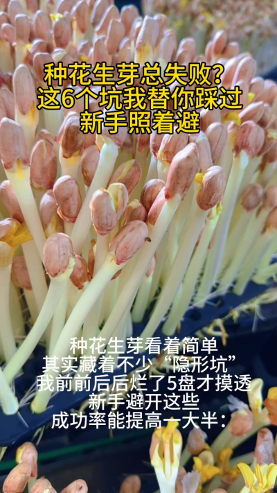 家人们，种花生芽千万别凭感觉来！我前阵子连着烂了5盘，才把这些坑给摸透了，今天全给你们说清楚，新手照着避，成功率能高一大半。
第一个坑，种子别瞎选！陈年旧种千万别用，我试过一次，一百粒就出了二十来棵，
