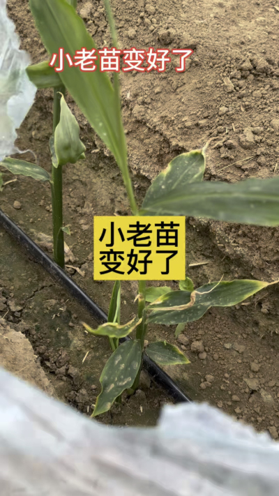 小老苗变好了！