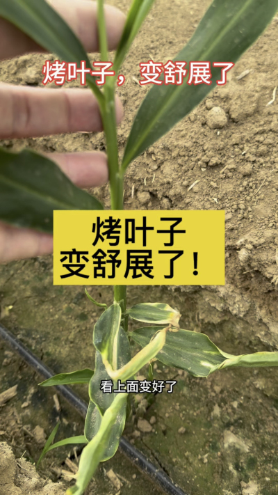 烤叶子变舒展了！