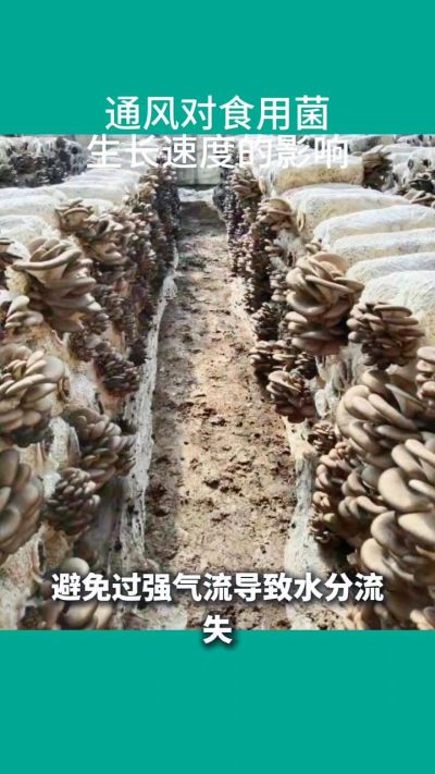 通风对食用菌生长速度的影响