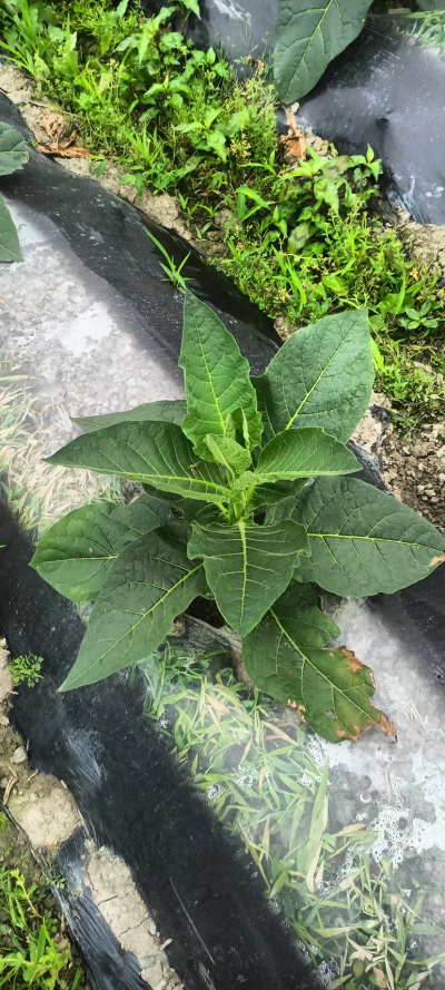 烟草病害
