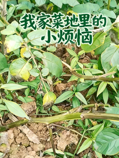 这是马铃薯什么病