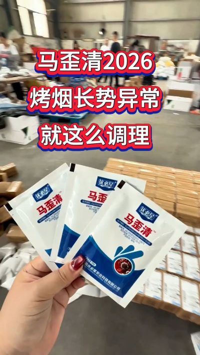 湖南郴州老镇烤烟中后期，最后用上一遍马歪清。一袋一桶水，叶面均匀喷雾，叶片长得干净舒展，整株长势匀称又整齐。