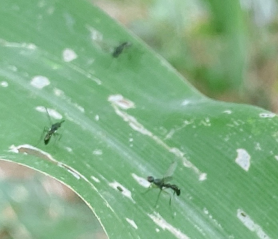 这是什么虫