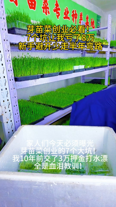 &ldquo;芽苗菜创业的水有多深？我用3万押金买的教训告诉你：
⚠️ 签&lsquo;包回收&rsquo;合同前，先问他敢不敢按市场价签？
⚠️ 说&lsquo;零经验3天回本&rsquo;的，直接拉黑！
⚠️ 高价卖种子设备的，都是赚快钱的！

现在我把这
