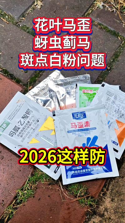 斑点白粉、花叶马歪、蚜虫蓟马，2026这个防