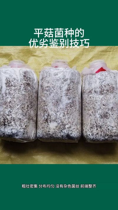 平菇菌种的优劣鉴别技巧