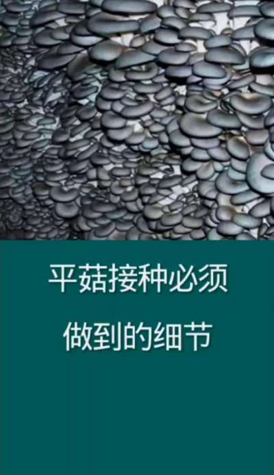平菇接种必须做到的细节