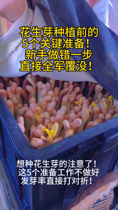 花生芽种植前的5个致命误区，你中招了吗？
⚠️ 用陈种子：发芽率不到30%
⚠️ 不晒种：烂根率高达50%
⚠️ 容器带油污：全军覆没
我把这些血泪教训整理成5步清单，新手照做少走弯路！
你种芽菜遇到