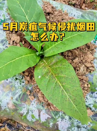 温馨提示[太阳]
5月底高温高湿，气候斑，炭疽病相继爆发。一定要提前预防！！
​捍卫烟田健康：推荐用这套预防方案！
​苯醚甲环唑+吡唑醚菌酯+春雷霉素+噻虫嗪+红钾。
​抑制病菌复制，补充烟株所需养分