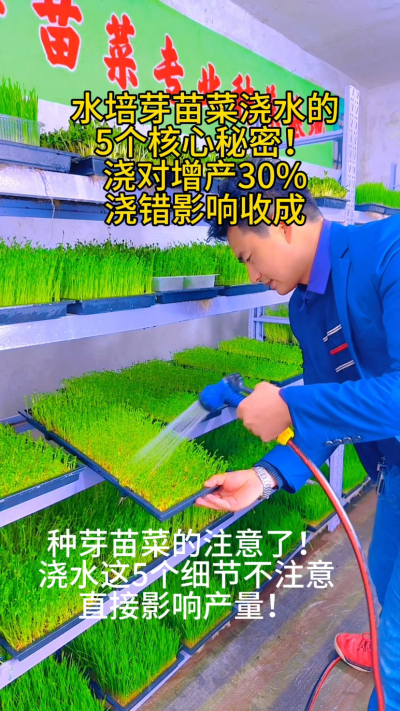 水培芽苗菜浇水的5大误区，你中招了吗？
⚠️ 直接用自来水
⚠️ 水温过冷过热
⚠️ 浇水次数太少
⚠️ 大水冲淋
⚠️ 湿度不达标
我把这些问题整理成《芽苗菜浇水指南》，评论区浇水给[666]
你浇