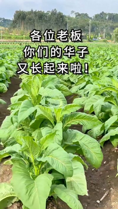 各位老板，你们的华子又长起来啦！