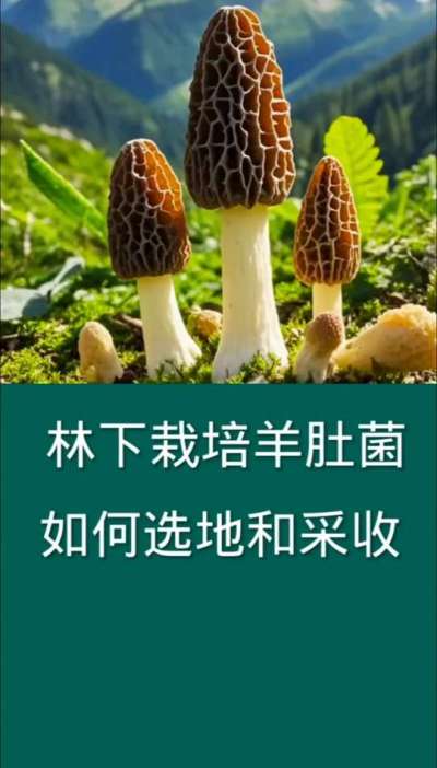 林下栽培羊肚菌如何选地和采收