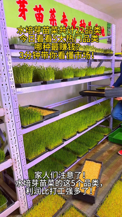 &ldquo;水培芽苗菜的5大&lsquo;摇钱树&rsquo;，你种对了吗？
✅ 传统王者：绿豆芽、黄豆芽（市场占比90%）
✅ 新兴黑马：豌豆苗、花生芽（溢价空间45%）
✅ 特色潜力股：萝卜芽、苜蓿芽（健康风口）
你所在的城市，哪