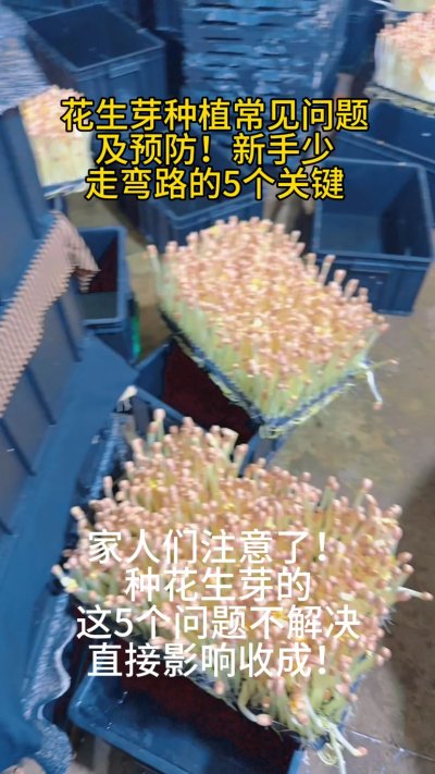 花生芽种植的5大天敌，你遇到过几个？
⚠️ 烂根：湿度高+温度不稳
⚠️ 发芽率低：陈种子+泡种超时
⚠️ 长不高：密度大+缺光照
⚠️ 纤维化：采收晚+高温
⚠️ 病虫害：环境脏+不通风
我整理了《