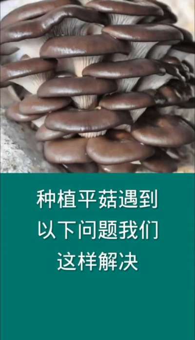 种植平菇遇到以下问题我们这样解决
