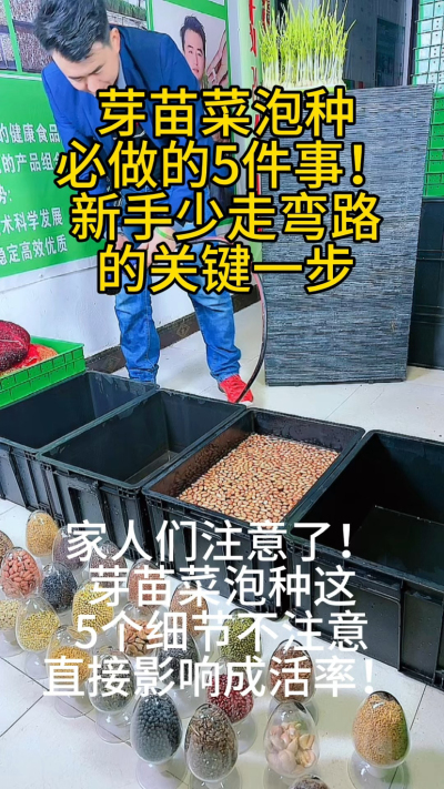 芽苗菜泡种的5大致命误区，你中招了吗？
⚠️ 用陈种子：发芽率不到30%
⚠️ 不晒种：烂根率高达50%
⚠️ 容器带油污：全军覆没
⚠️ 水温过冷过热：影响发芽
⚠️ 不消毒：病菌滋生
我把这些血泪