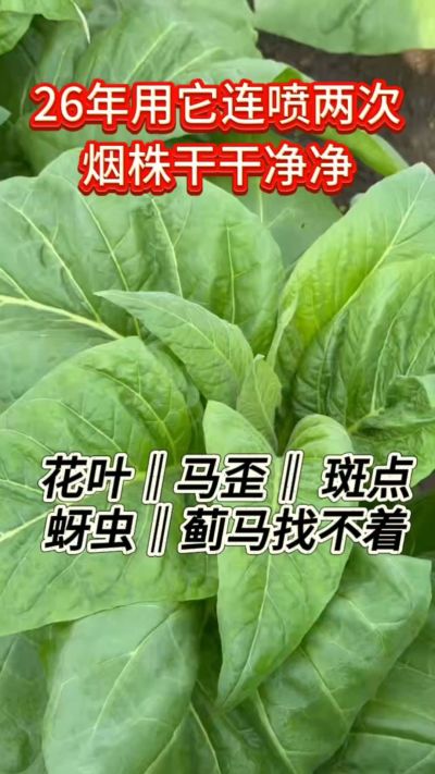 26年花叶马歪斑点问题这样做，叶片干干净净，一个也找不着