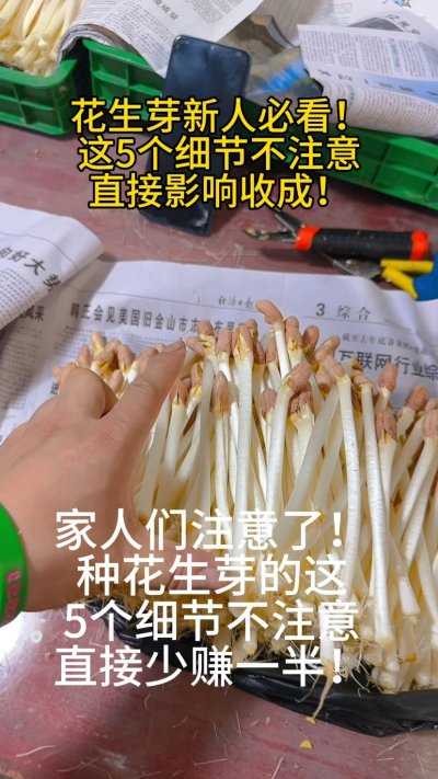 花生芽新人常踩的5个坑，你中招了吗？
⚠️ 不预发芽：成活率暴跌30%
⚠️ 密度过大：根部缺氧发霉
⚠️ 铺盘不平：浇水不均匀
⚠️ 湿度不达标：芽苗纤维化或发霉
⚠️ 见光发红：影响口感和售价
我