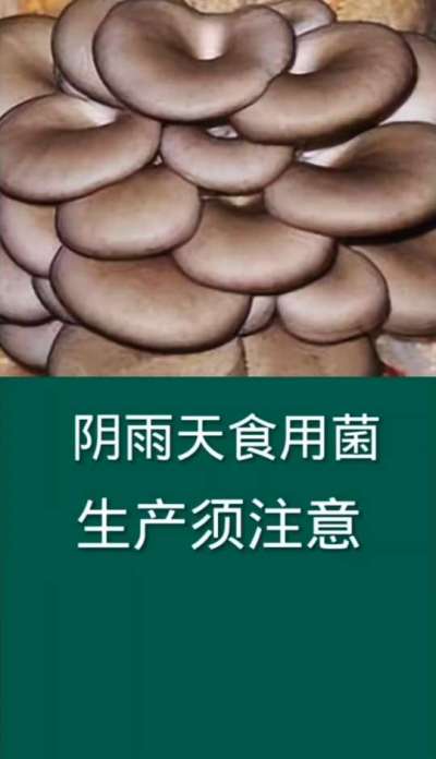 阴雨天食用菌生产须注意