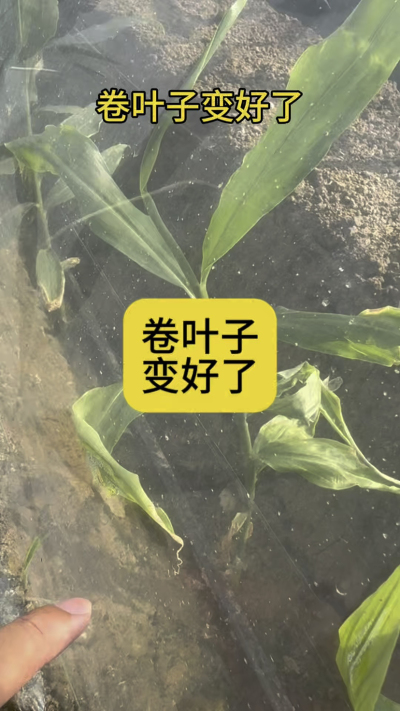 卷叶子变好了！