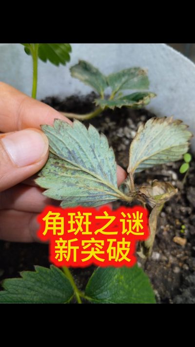 新方法，突破这个反复纠缠的谜