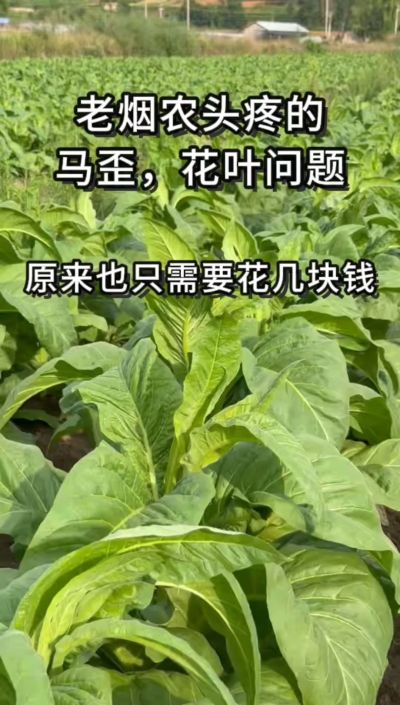 老烟农头疼的花叶马歪问题，原来也只需要花几块钱