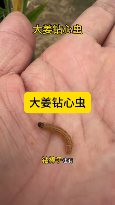 大姜钻心虫，到这个阶段，已经很难防治，只能手工逮虫