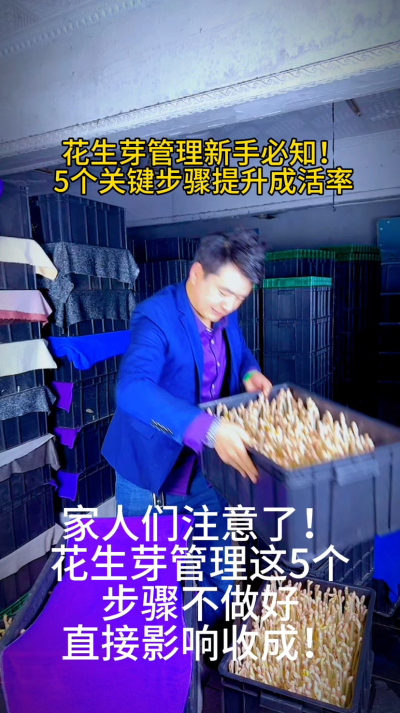 花生芽管理的5个关键步骤，你做到了几个？
⚠️ 湿度忽高忽低
⚠️ 温度不稳定
⚠️ 见光发红
⚠️ 病虫害滋生
⚠️ 采收不及时
我整理了《花生芽日常管理手册》，点击评论区领！
你管理时遇到过哪些难