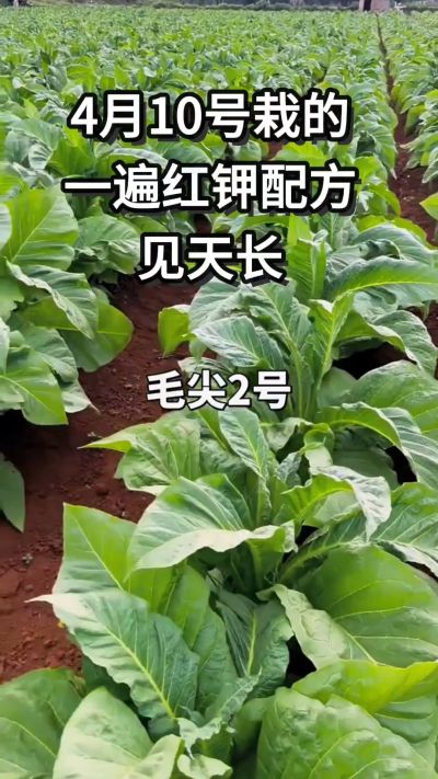 4月10号移栽的毛尖二号，喷一遍红钾疆苗弱苗都不见了，长势一下就起来了。想了解用法用量的评论区留言。