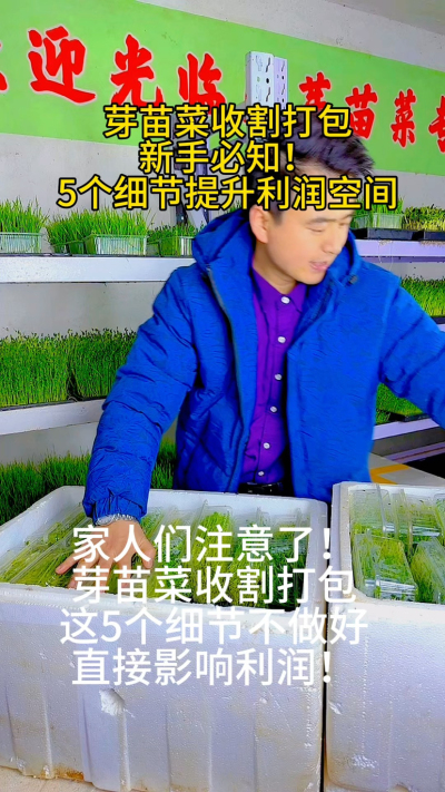 芽苗菜收割打包的5个关键步骤，你做到了几个？
✅ 适时收割：避免纤维化
✅ 正确切割：减少损伤
✅ 控制水分：防止发霉
✅ 透气包装：延长保鲜
✅ 运输保护：降低损耗

我整理了《芽苗菜收割包装指南》