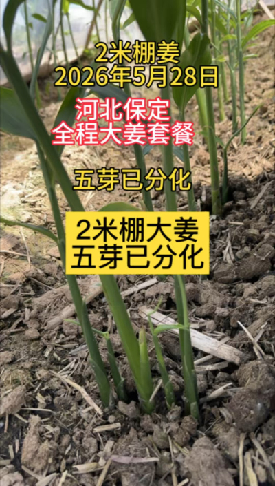 两米棚，五芽已分化