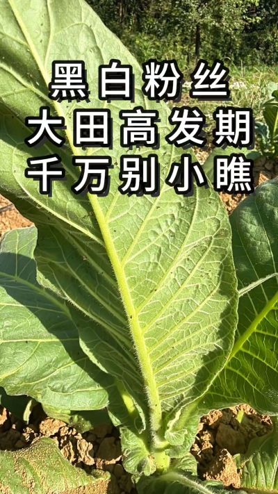 烤烟黑白粉丝进入高发期，一定不能大意，建议可以用这个方案。