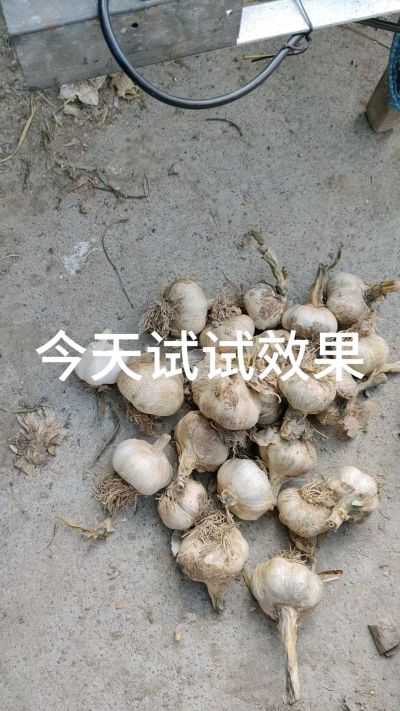 今天试一下效果