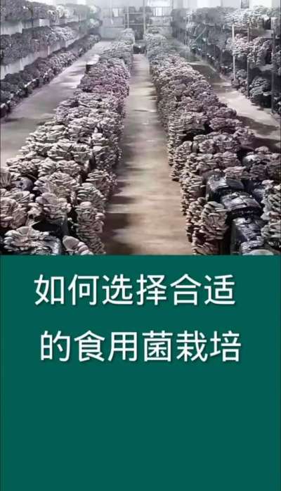 如何选择合适的食用菌栽培