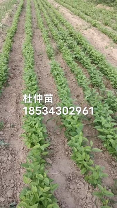 杜仲苗，一年苗，秋季造林优质种苗。需要联系18534302961
