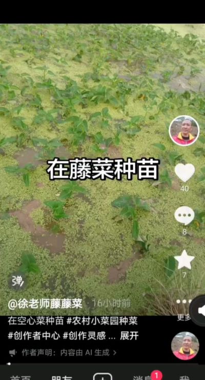 要想空心菜成活率高，种苗先栽到水田里，搬出去